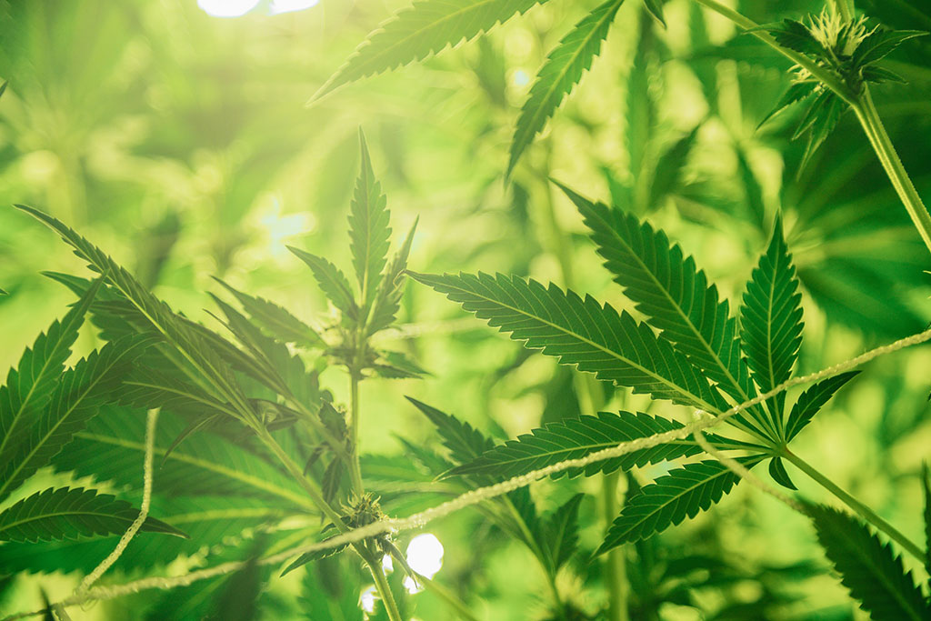 5 Amazing Types of Products Made From Hemp