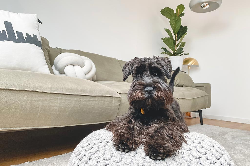 Fabulous Dog Rooms: How to Create a Space for Your Dog at Home