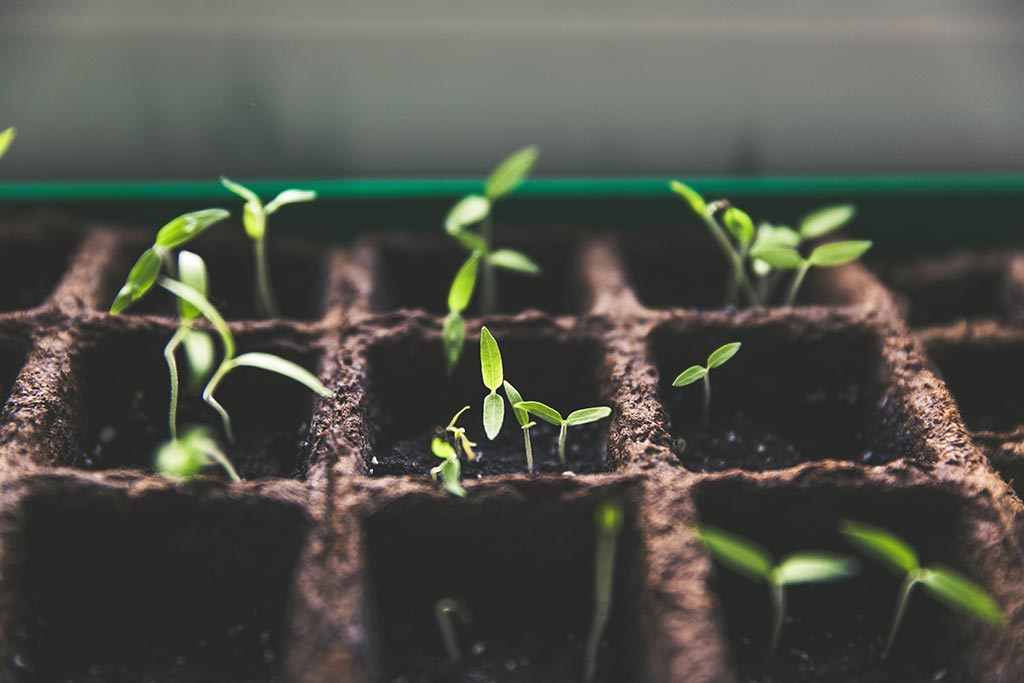 How to Go Green at Home | 5 Easy Eco-friendly Habits
