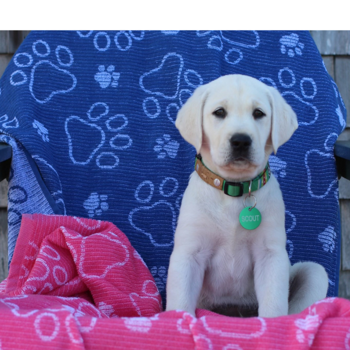 Drytek Dog Towel Bundles (4 Pack)