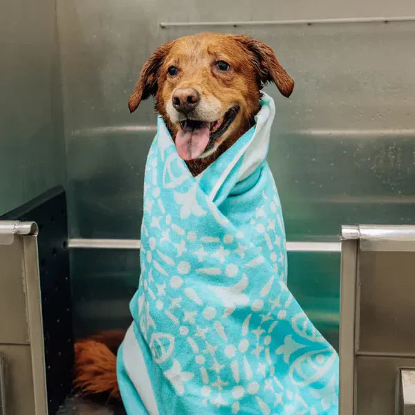 Why Every Dog Owner Needs a Drytek Towel