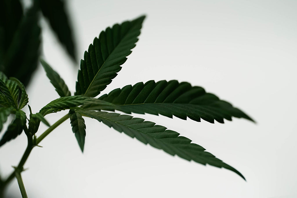 Hemp: Pioneering Sustainable Fabric for the Homeware Industry